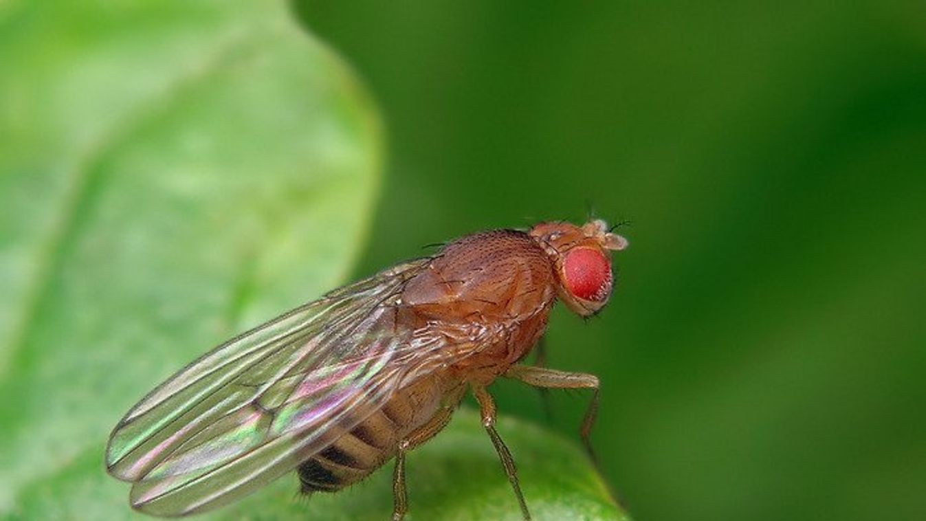 gyümölcslégy, Drosophila melanogaster 