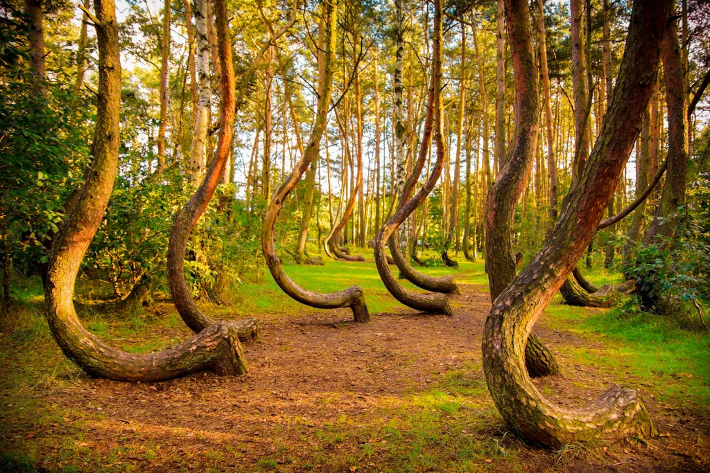 lengyelország, furcsa formájú erdő, csavart fa, fa, erdő, tekeredett fák, görbe erdő 
