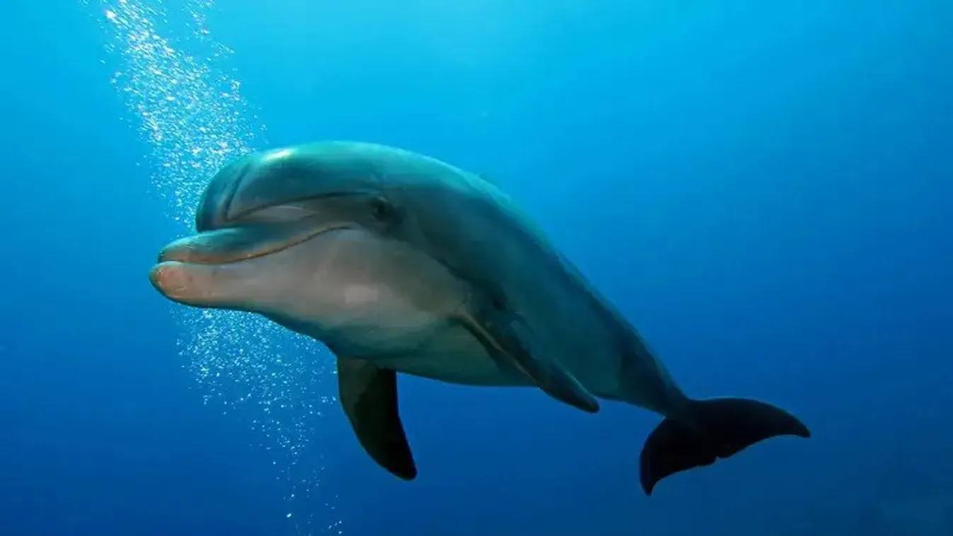 palackorrú delfin, Tursiops truncatus 
