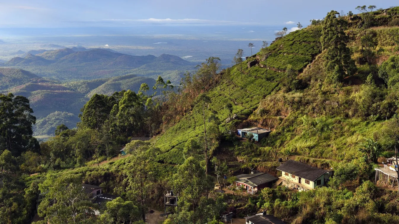 Sri Lanka, házak, teaültetvény 