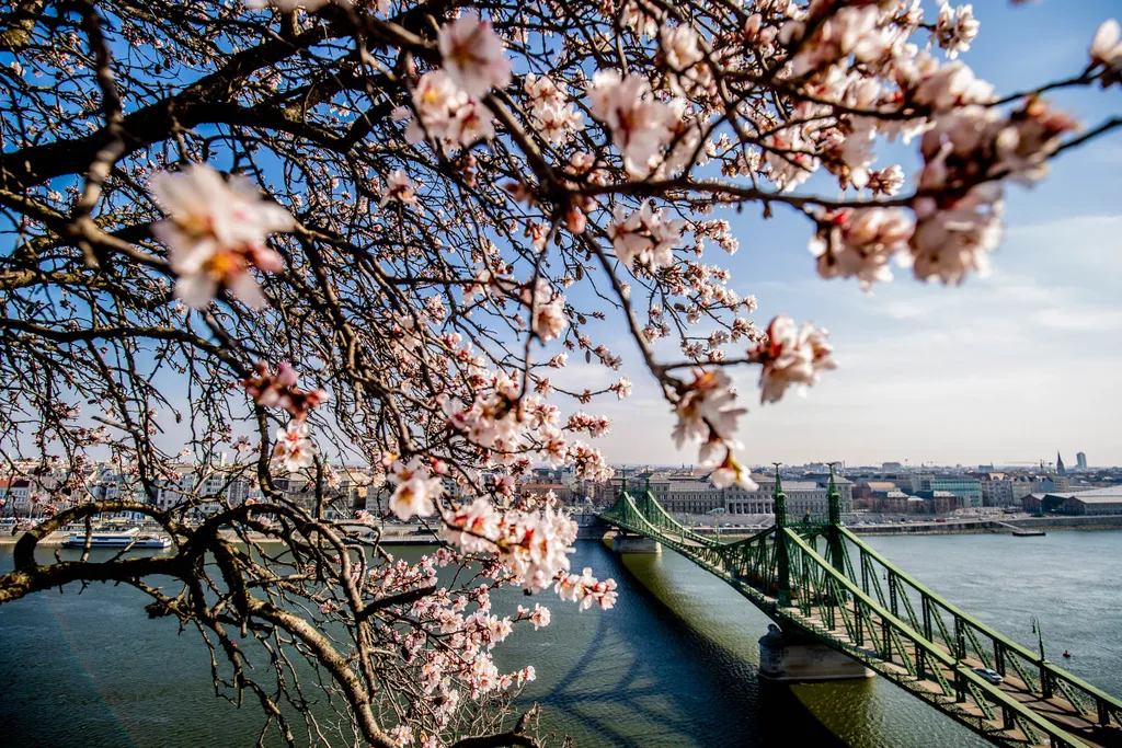 tavasz, virágzás, időjárás, napsütés, Budapest 