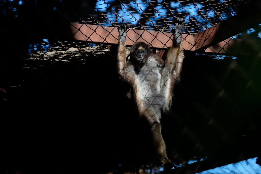 pókmajom, venezuela, pókmajom született, Maracay, három hetes majom, Leslie Pantin állatkert, dél-amerika, 2022. 12. 05. 