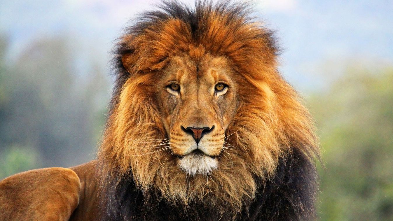oroszlán lion tekintet kilátás kihívás 