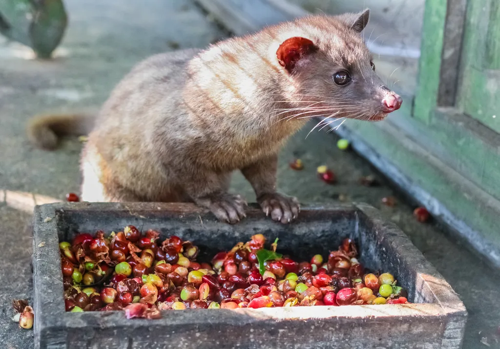 Guano, placenta, ámbra, cibetkávé avagy bizarr de annál sikeresebb és drágább alapanyagok a gazdaságban és szépségiparban, cibetmacska kávé 