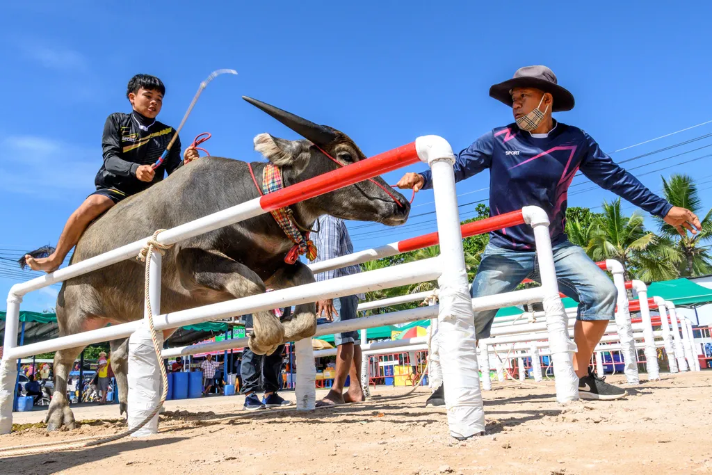 vízibivaly Thaiföld Chonburi Buffalo verseny animal culture tradition TOPSHOTS Horizontal ANIMAL RACE BUFFALO 