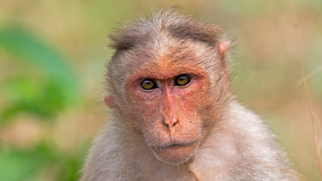 Portrait of Bonnet macaque - Nagarhole India Action Actions ADULT Adults Afrasia Afro-Eurasia ALONE April ASIA Biodiversities Biodiversity Biodiversity management Biodiversity managements Biological diversity Biological diversity managements Bonnet Macaqu