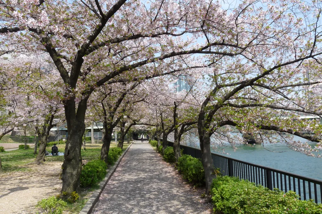 hanami ünnep oszaka 