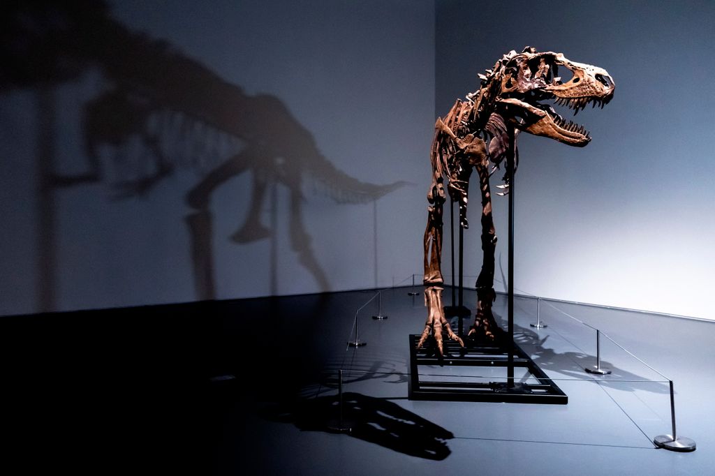 Dinoszaurusz-csontváz a Sotheby’s árverésen, dinoszaurusz, csontváz, árverés, régészeti lelet, Gorgosaurus, Sotheby's aukciós ház, New York 