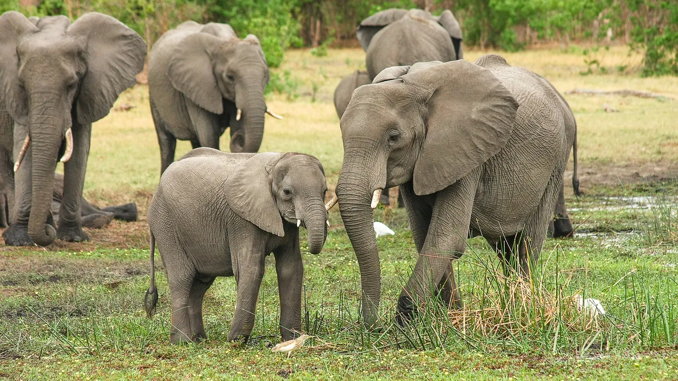 elefánt,malajzia 