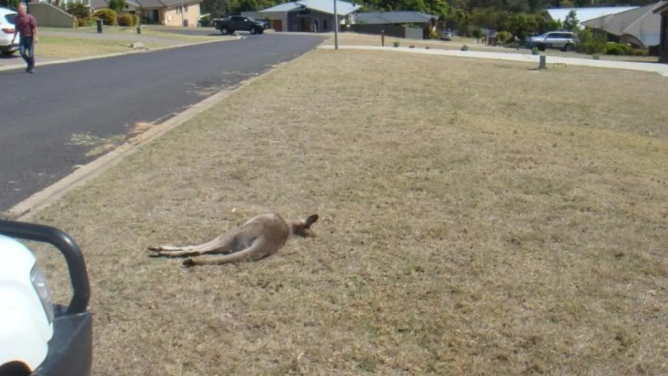 kenguru, Ausztrália, elütötték 