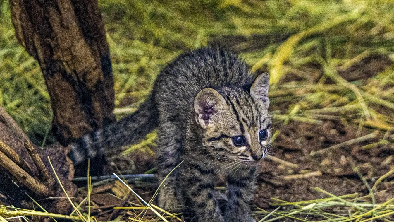 Geoffroy-macska, (Leopardus geoffroyi) 