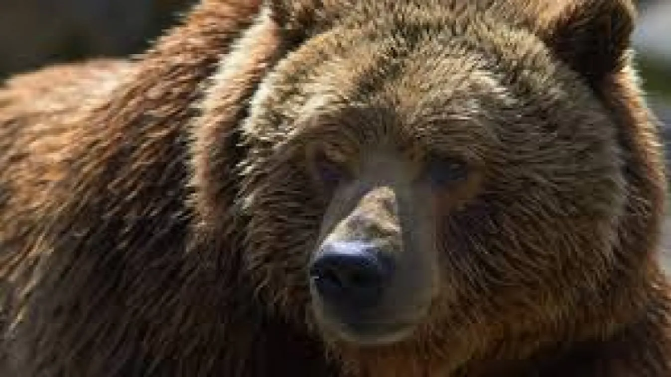 grizzly 