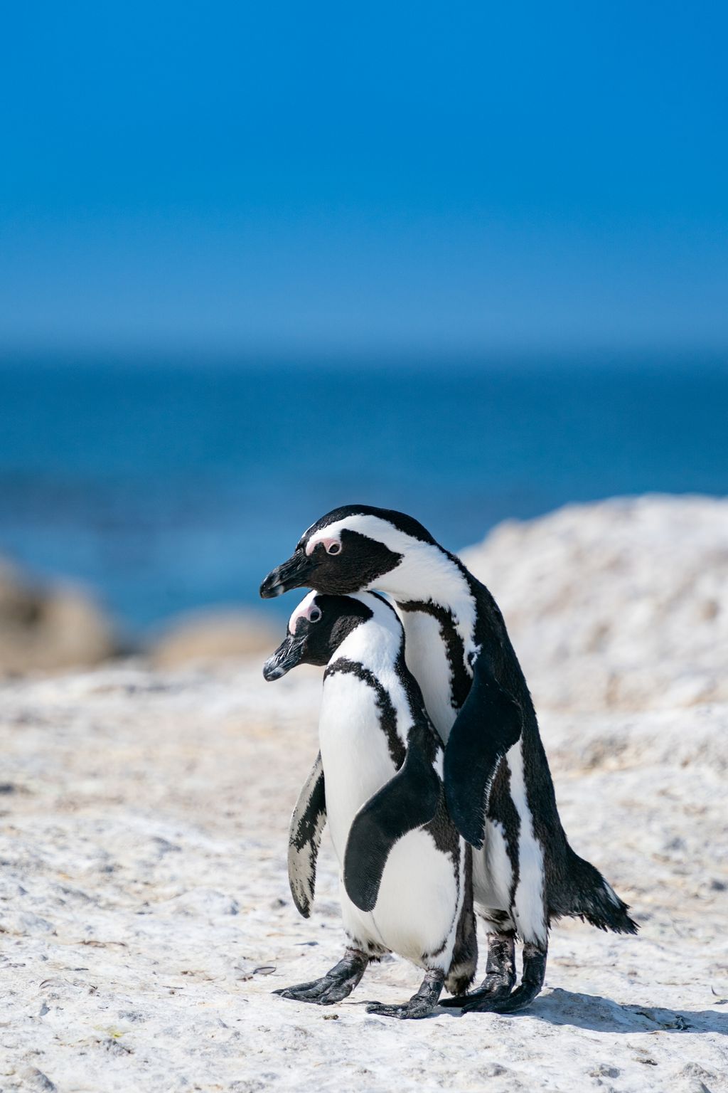 Cape,Town,Penguins,In,Love love,beak,beauty,nature,south,cute,life,sea,beautiful,white,bird állati szerelem 