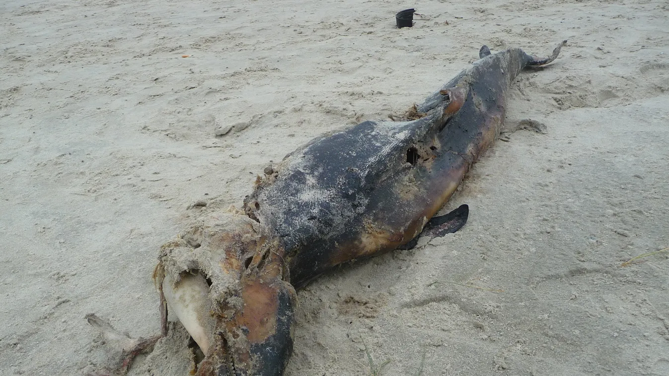 Elpusztult barna delfin (illusztráció) 
