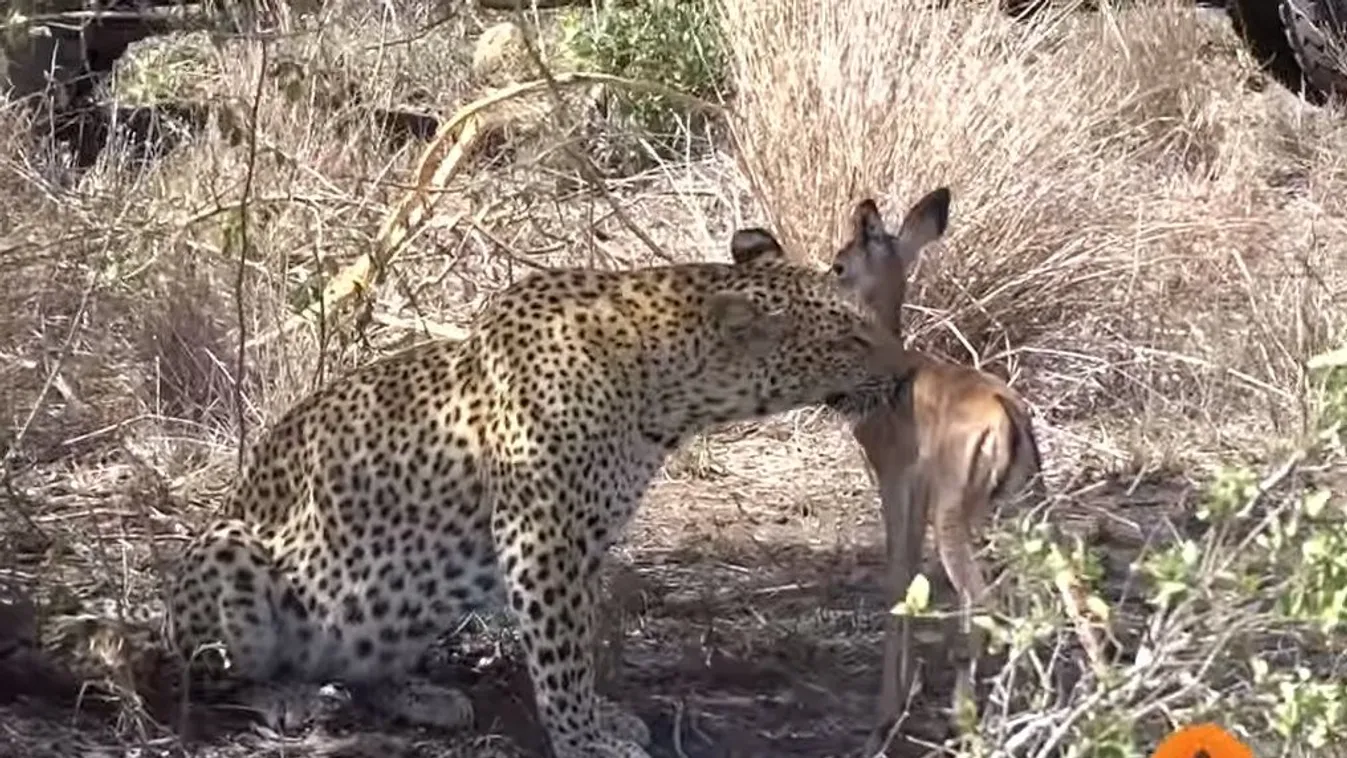 impala, leopárd 