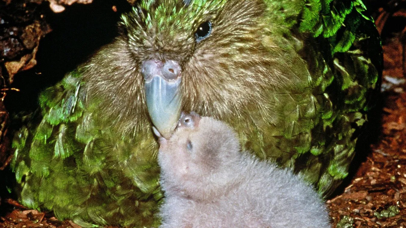 kakapó 