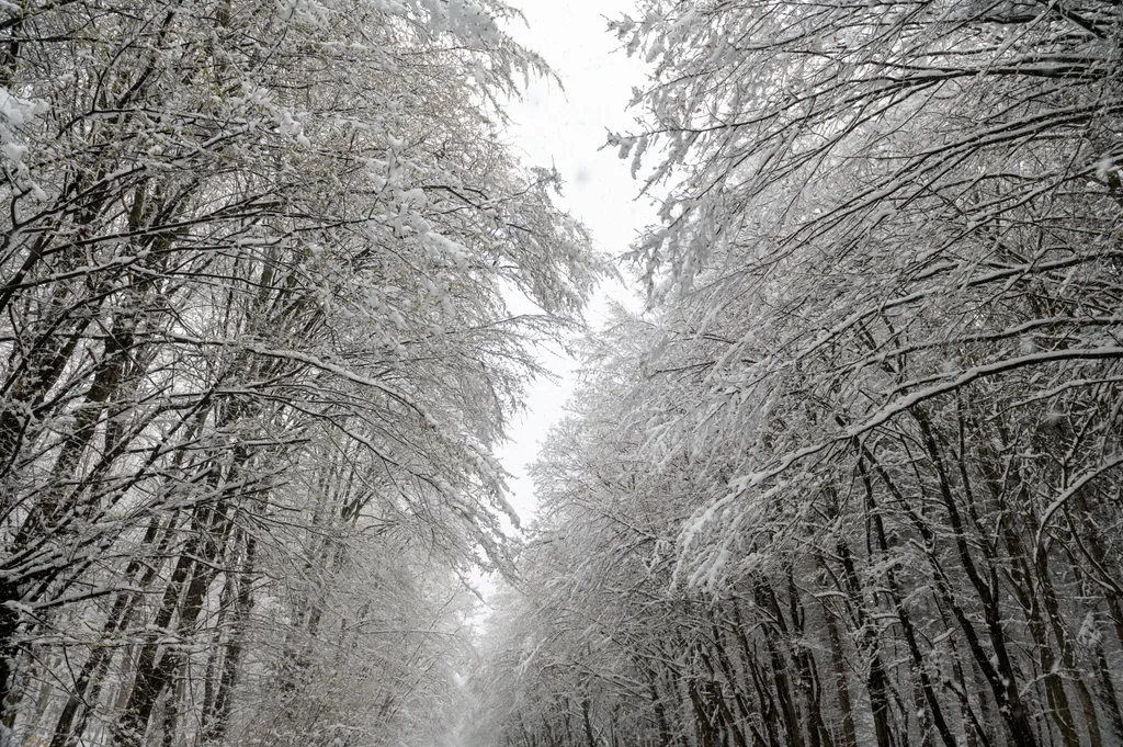 Erdély erdő fa havas IDŐJÁRÁS TÁJ természetfotó, havazás, erdély, 2023. 04. 04. 