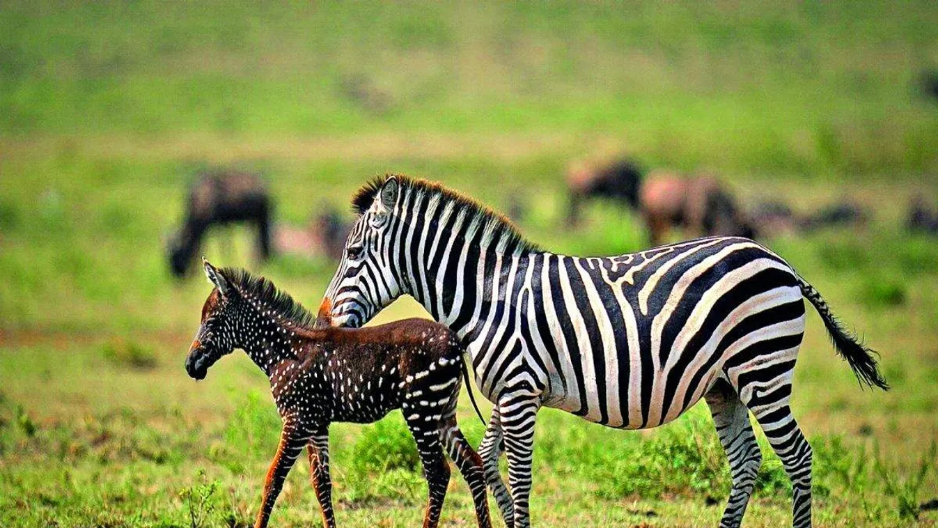 pöttyös, foltos zebra 