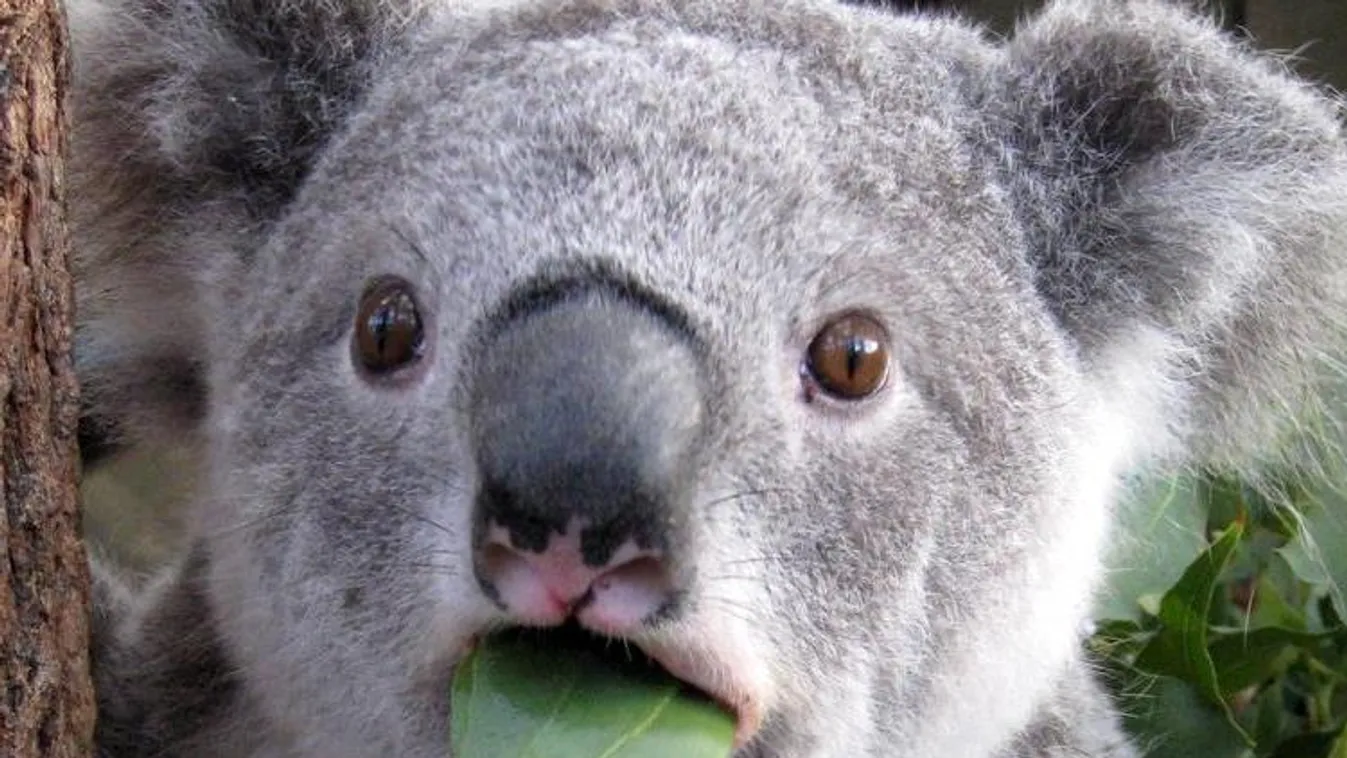 koala, mém 