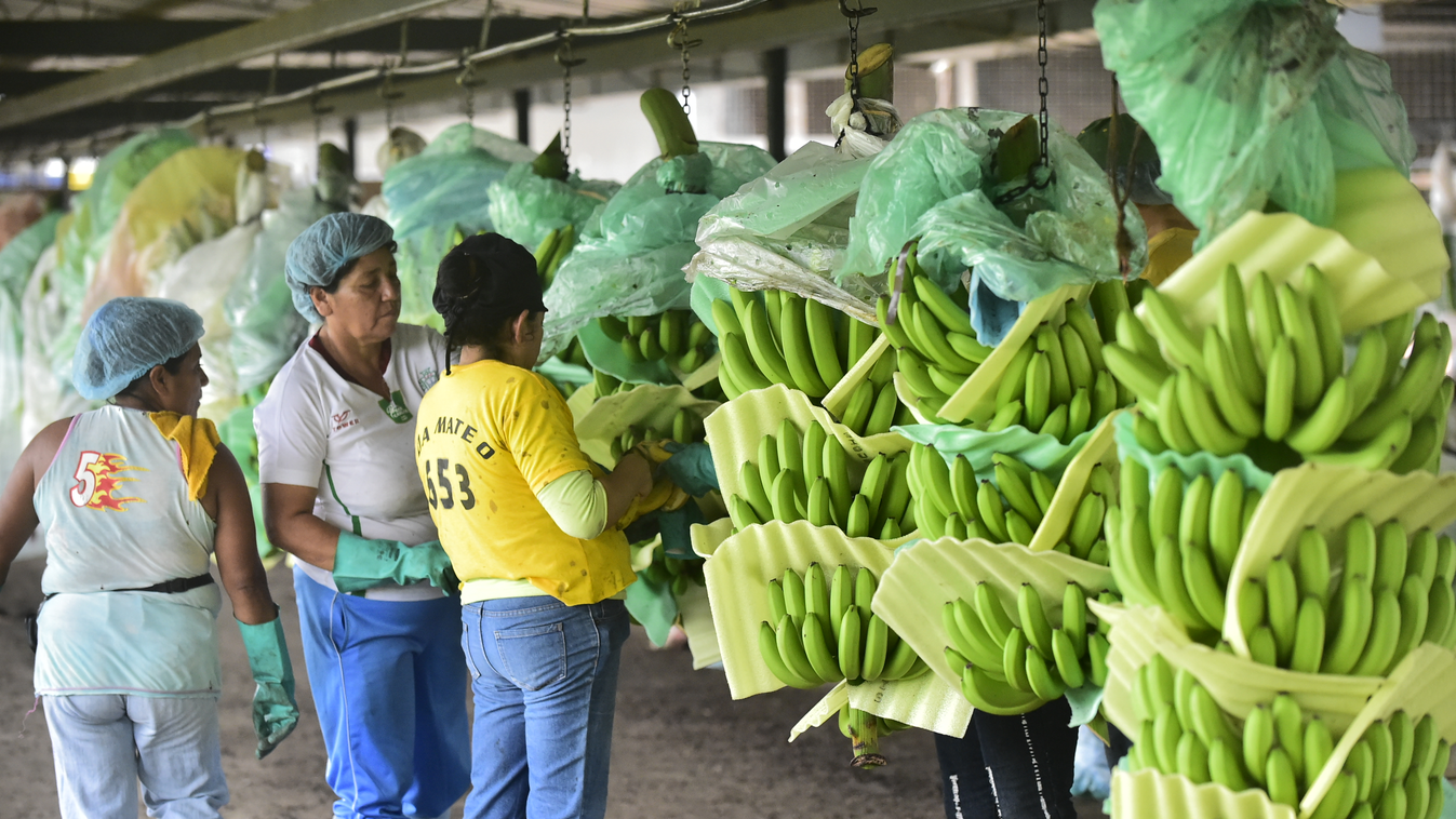 Banán, Ecuador 