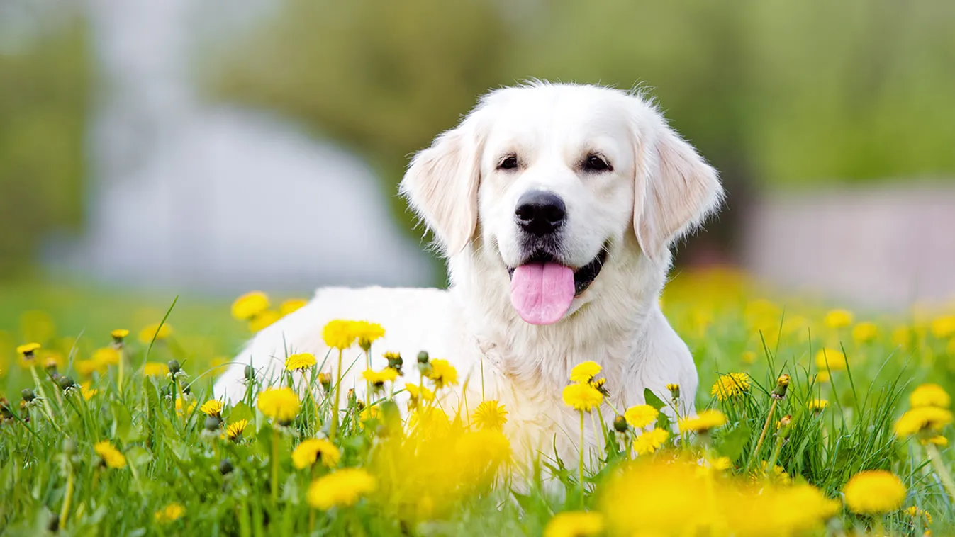 golden retriever kutya Így tedd biztonságossá a kerted a kutyád számára 