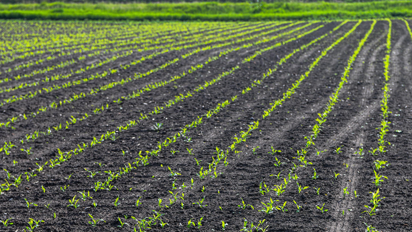 Általános kulcsszó ÉVSZAK FOTÓ FOTÓTÉMA haszonnövény kukorica kukoricatábla NÖVÉNY szántóföld TÁJ tavasz természetfotó zöldség magyar mezőgazdaság Magyarország 