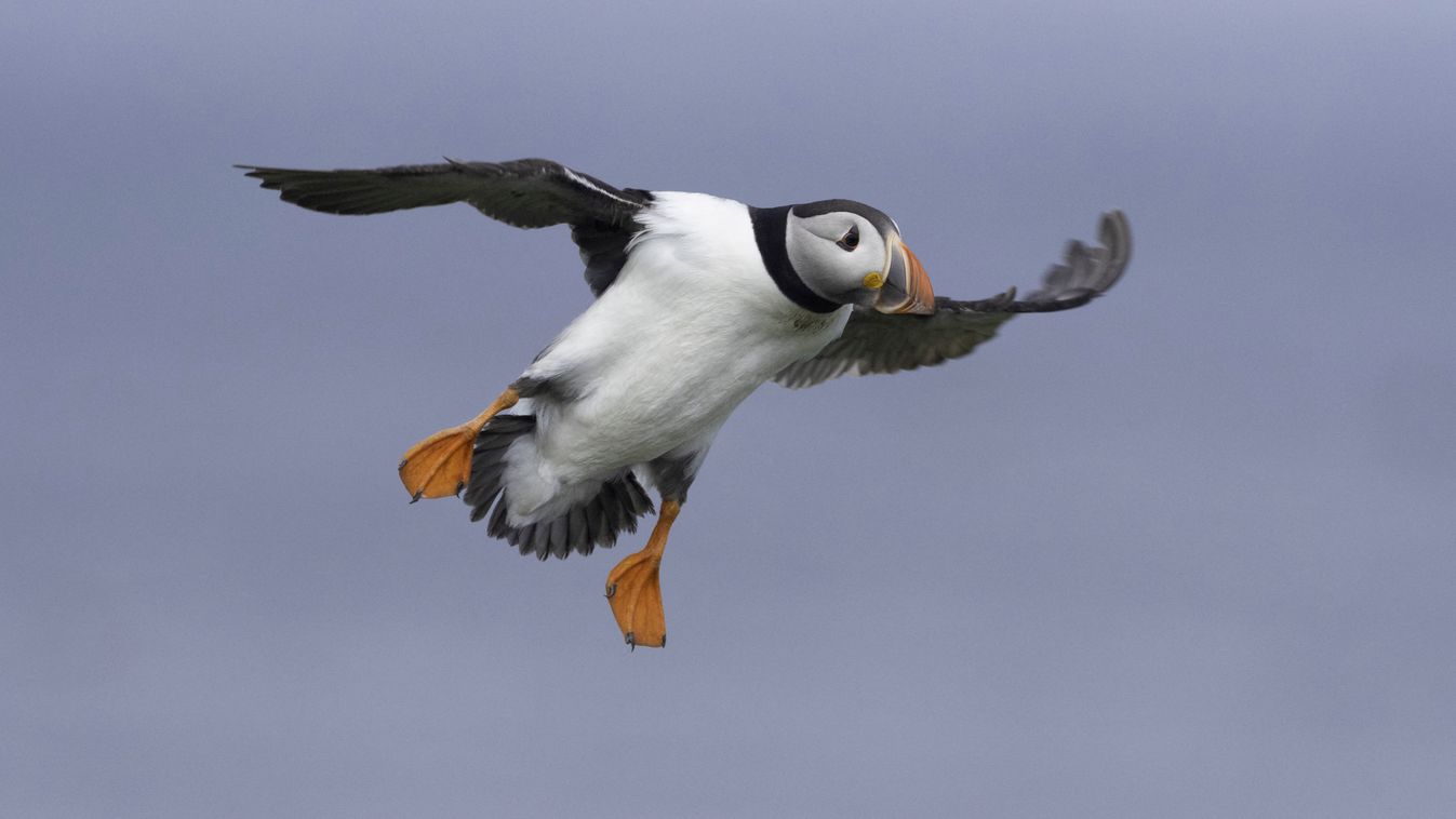 A Puffin (Fratercula arctica) comes into land off the coast of Northumberland, UK Fratercula arctica SEASIDE Spring ADULT ALONE Land (to) Flap wings Posing Fly (to) OVERVIEW Piscivore North Sea Three quarter shot Fratercula Atlantic puffin (Fratercula arc