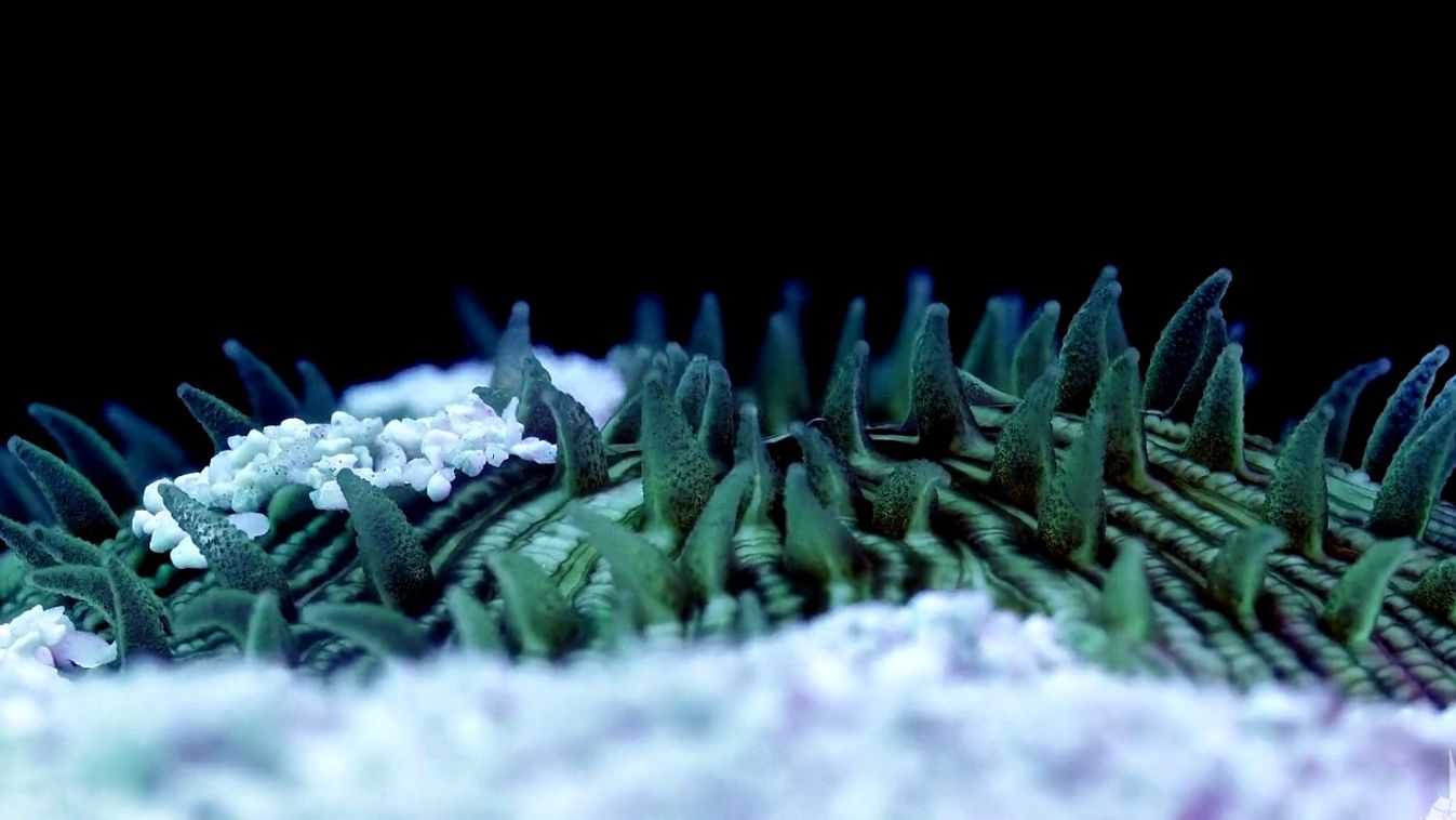 korall, time-lapse 