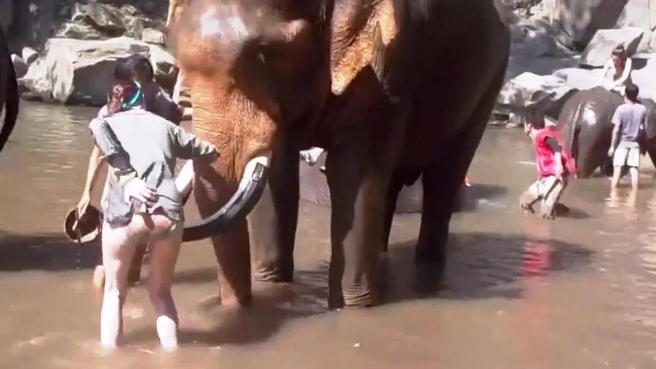 elefánt Thaiföld 