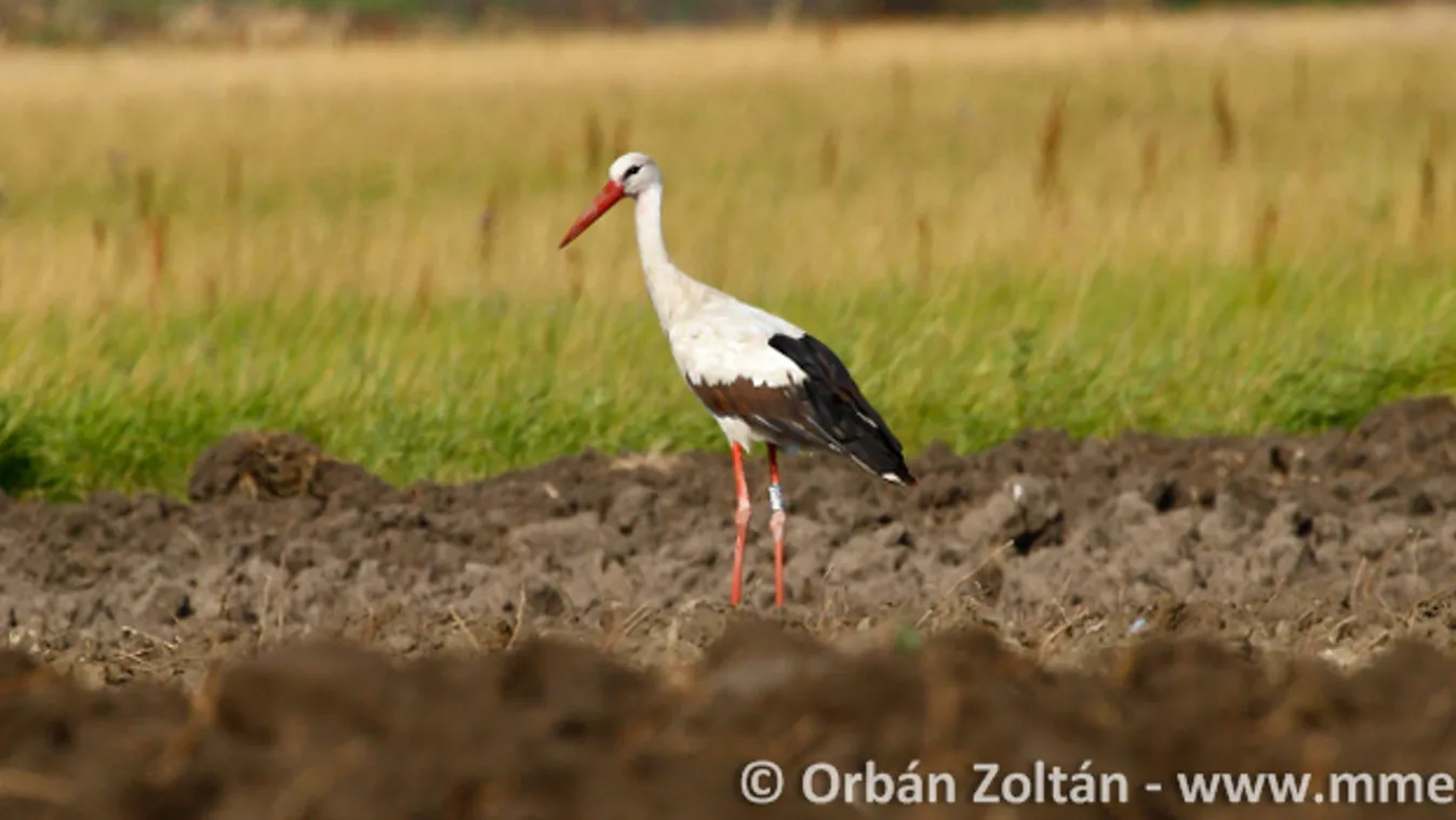 fehér gólya, Ciconia ciconia 