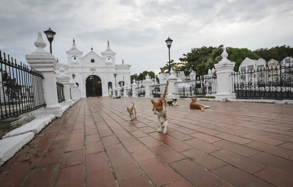 Santa Cruz de Mompox temető macskák 