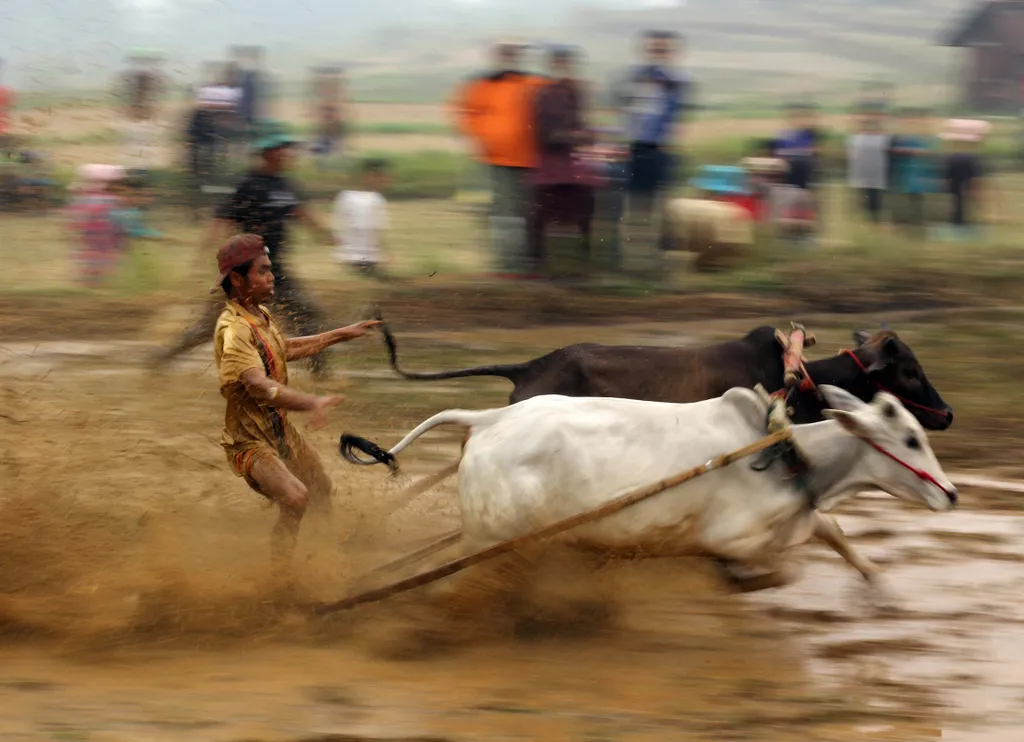Incredible Cow Race "Pacu Jawi' in West Sumatra Indonesia folk male men Horizontal RACE TRADITION COW BULL MUD SQUARE FORMAT 
sumatra bull race 