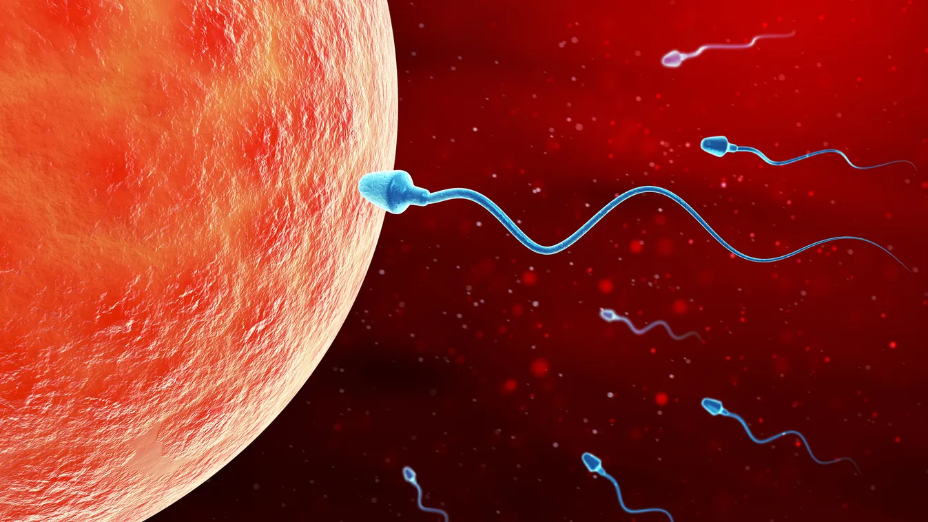 Spermák segítségével gyógyítanák a rákot sperma ondó megtermékenyítés petesejt 