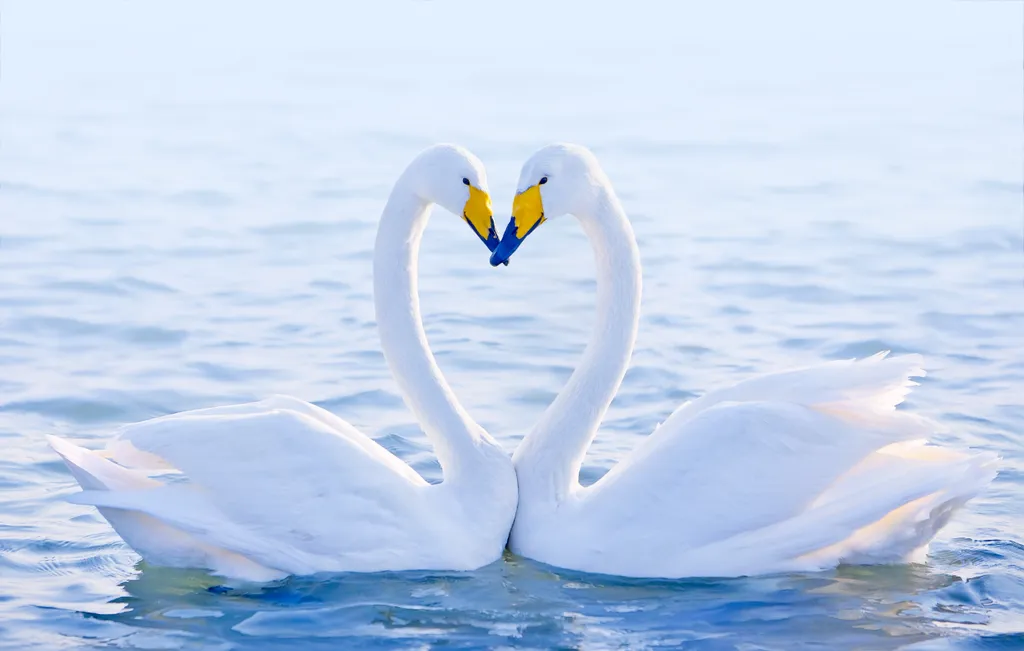 Loving,Swans gift,romance,symbol,couple,wave,white,postcard,romantic,marriage
állati szerelem 