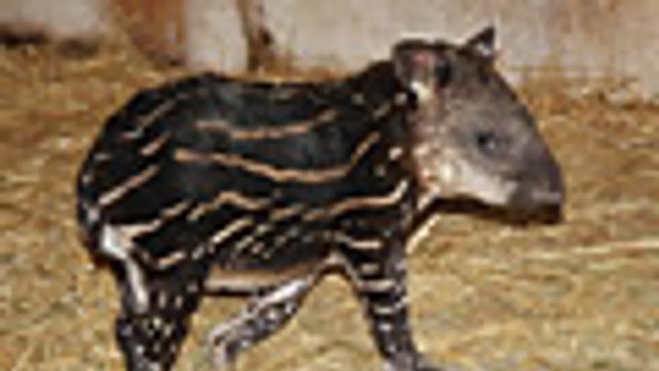 tapír, kistapír született a szegedi állatkertben, vadasparkban