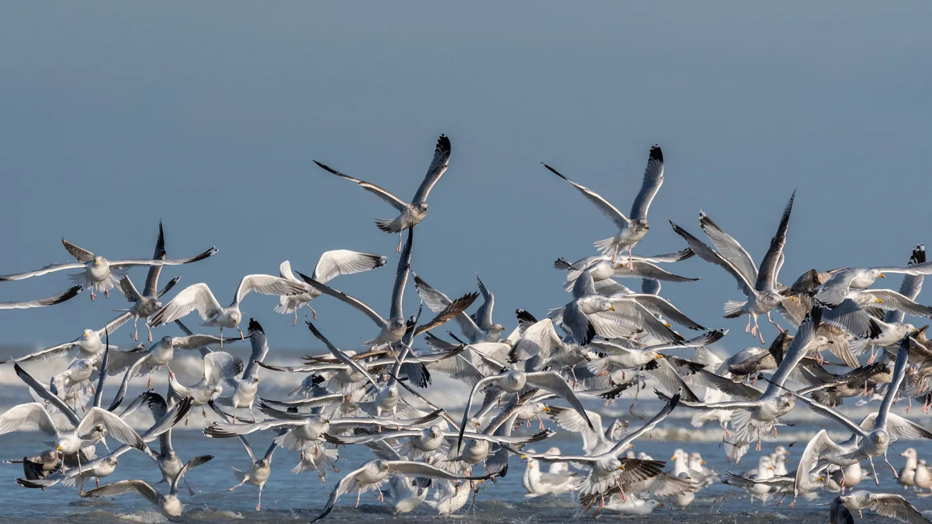 sirályok Flight of Herring Gulls (Larus argentatus) on Quend-Plage Beach in winter, Quend-Plage, Picardy Coast, Somme, Picardy, Hauts-de-France, France Natural Reserve SEASIDE Sand beach WAVE SKY WINTER Picardie ADULT Group Flap wings Fly away Fly 