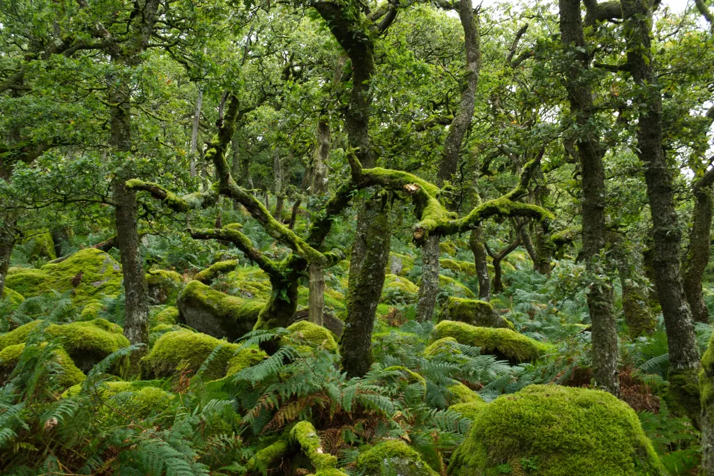 Black-a-Tor Copse 