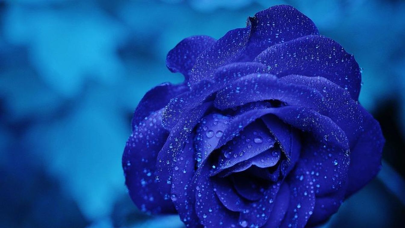 kék rózsa 