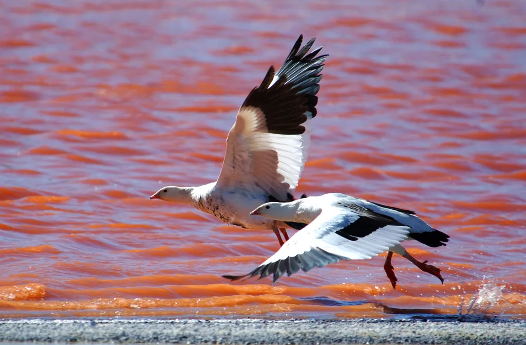 Laguna Colorada Bolívia 