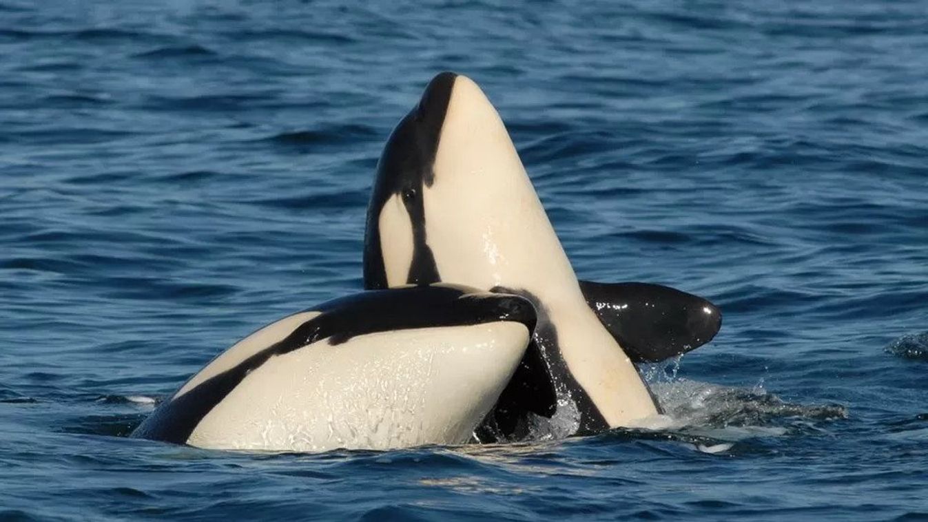 kardszárnyú delfin, gyilkos bálna, Orcinus orca 
