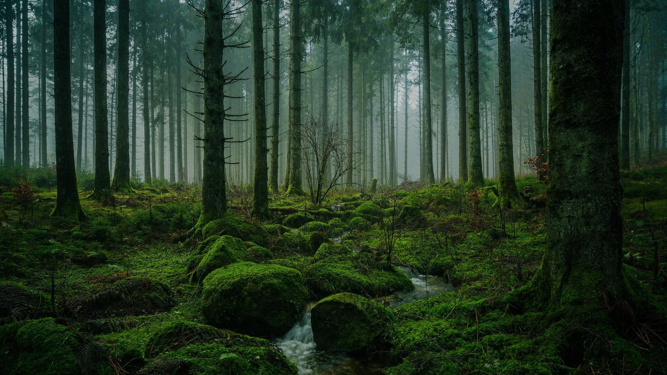 Fekete-erdő, Németország 