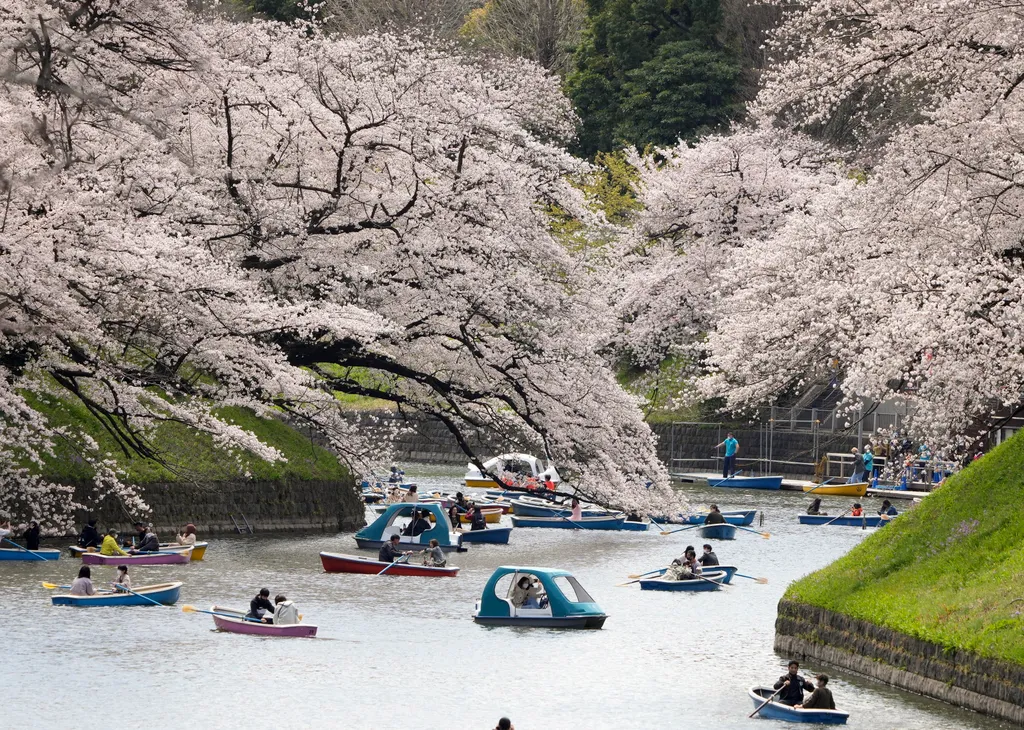 Gyönyörű cseresznyefák között sétálnak és csónakáznak Japánban, galéria, 2022 