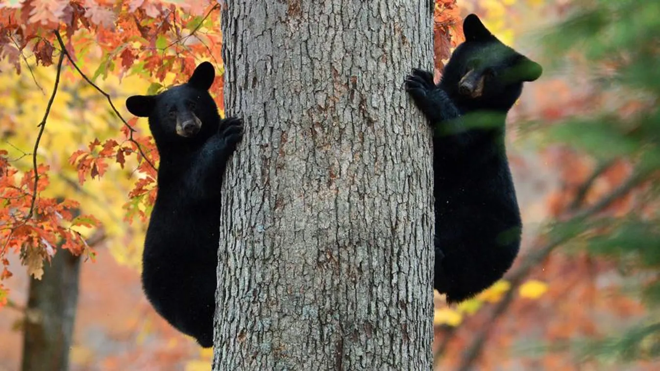 fekete medve, medvebocs, Pennsylvania, Kingston 