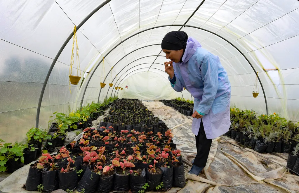 Virágzik az ehető növények piaca Tunéziában, galéria 