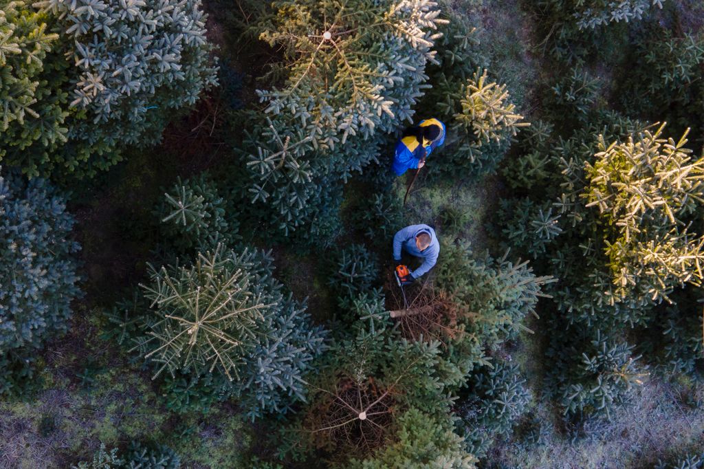 Megkezdték a karácsonyfának szánt fenyőfák kivágását Nemespátrón, galéria, 2020 