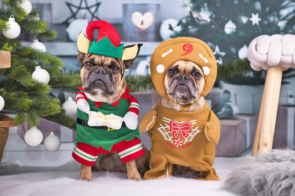 kutya karácsony ruha 
 Pair,Of,Festive,French,Bulldog,Dogs,Wearing,Funny,Christmas,Costumes gift,dressed up,pug,christmas elf,hilarious,merry,character,stud 