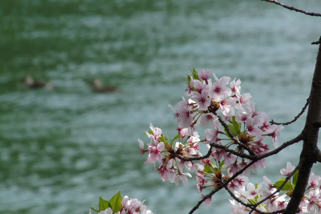 hanami ünnep oszaka 