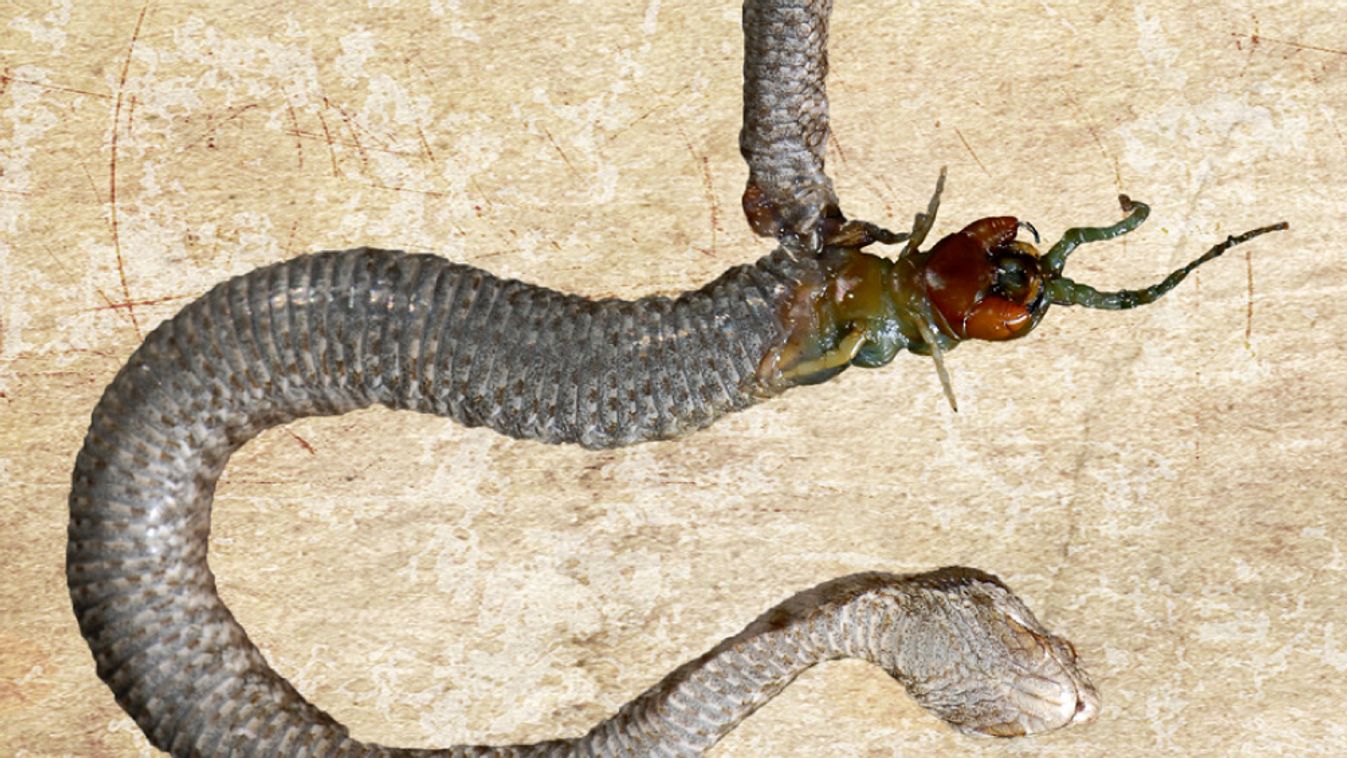 Egy fiatal viperát belülről megevett egy felnőtt százlábú, miután a vipera megette a százlábút. 