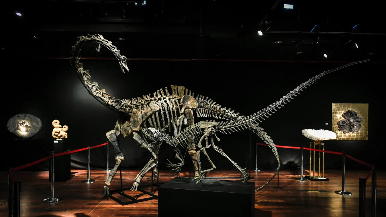 Diplodocus TOPSHOTS Horizontal OFFBEAT SKELETON DINOSAUR EXHIBITION AUCTION PALAEONTOLOGY 