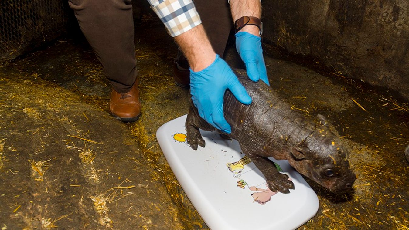 Measuring a pygmy hippopotamus baby Choeropsis or Hexaprotodon liberiensis 
